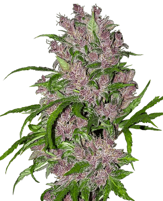 purple-bud-autoflowering-image