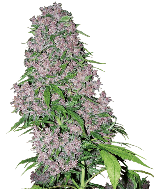 purple-bud-image